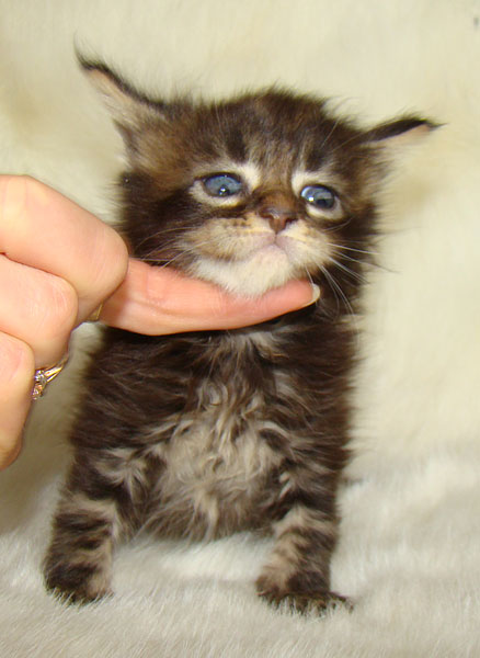     Catsvill County!   !    !       !!!    Catsvill County +7-926-544-74-09     .   ,   ,   ,    ,   ,  ,     ,   -,    ,   !